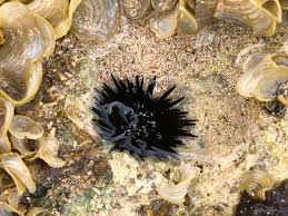 Image result for Echinochloa brevipedicellata