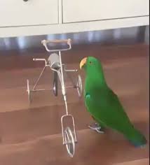 Pin By Hayrunnisa Tuncer On Animals Beauty Video Cute Baby Animals Cute Funny Animals Funny Parrots