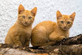 Find & download free graphic resources for orange cat. Royalty Free Two Ginger Cats Photos Free Download Pxfuel