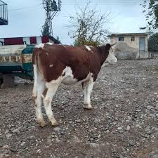 Kars hayvan pazari fi̇yatlari kars. Diyarbakir Hayvan Alim Satim Posts Facebook