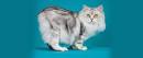 Cymric Cat Breed Profile | Petfinder