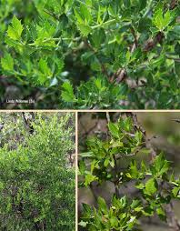 Image result for Sclerochiton