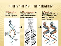 I briefly describe complementary base pairing, antiparallel strands and predicting a dna (or rna) strand's complement based on its sequence. Ppt Safe Practices Powerpoint Presentation Free Download Id 2911746