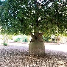 Image result for Brachychiton