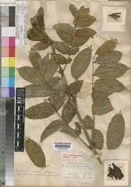 Image result for Markhamia tomentosa