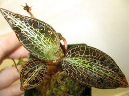 Image result for Goodyera