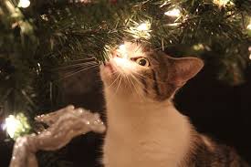 Check spelling or type a new query. Photo Cat Christmas Tree Kitty Christmas Lights Domestic Cat Pets Piqsels