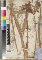 Image result for Cyperus ajax