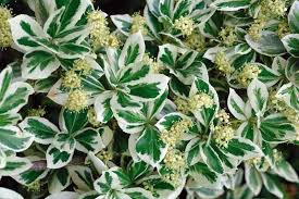 Image result for Euonymus fortunei