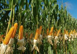 Pemupukan dengan menggunakan tugal dimaksudkan agar pupuk tidak terbawa oleh air hujan. 10 Cara Menanam Jagung Hibrida Hingga Panen Hasil Melimpah