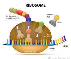 In an animal or human cell, numerous ribosomes remain attached to a single mrna strand; Ribosome Function In Cells