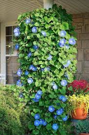 Flower Beds In Front Of House 43 Decoratoo Plants Morning Glory Flowers Garden Projects