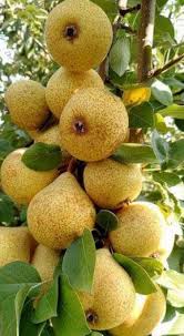 Want To Go Vegan But Your Family Isn T Really Supportive Here S How To Prepare Educate Yourself So You Can Actually Obst Obst Fotografie Exotische Fruchte