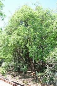 Image result for Schrebera trichoclada