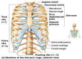 Human skeleton vintage style illustration. Pin By Erik Wassenaar On Anatomy Human Ribs Body Anatomy Rib Cage Anatomy