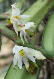 Image result for Calyptrochilum