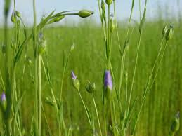 Huile de lin pour parquet. L Huile De Lin Patine D Autrefois