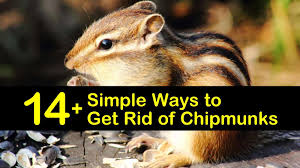 Outfit the trap with foods. 14 Simple Ways To Get Rid Of Chipmunks