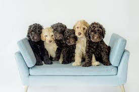 Australian mountain doodles are easy going yet active breed that need some kind of activity every day. Trinity Doodles Australian Labradoodle Puppies For Sale In Orlando Florida