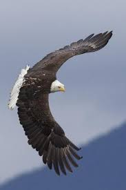 Immature bald eagle in flight along waters edge. Bald Eagle Flying Premium Photographic Print Ken Archer Art Com