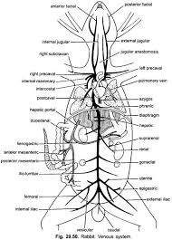 Blood Vascular System Of Rabbit With Diagram Chordata
