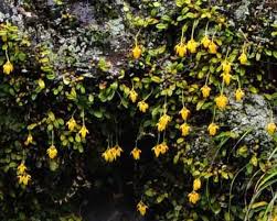 Image result for Bulbophyllum sp. nov