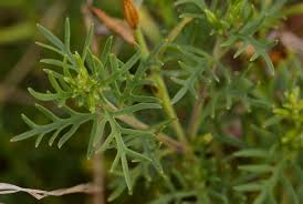 Image result for Chascanum