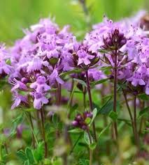 Ceaiul de cimbru ne relaxează, facilitează oxigenarea creierului, tratează depresia, anxietatea, insomnia și calmează durerile de cap , diminuând inflamația. Cimbrisor Thymus Serpyllum Beneficii Si ProprietÄÅ£i Stiri Locale De Ultima Ora Stiri Video Stiri Gorjeanul Ro