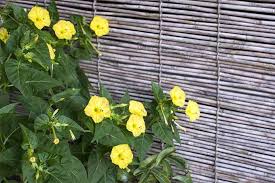 We did not find results for: Learn How To Grow Four O Clocks Gardener S Path