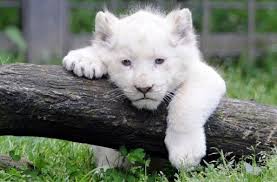 Trois Bebes Lions Blancs Effectuent Leur Premiere Sortie Bebe Lions Lion Blanc Animaux Beaux