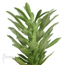 Image result for Monadenium