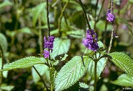 Image result for Stachytarpheta cayennensis