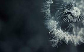 Resultado De Imagen De Diente De Leon Wallpaper Dandelion Wallpaper Dandelion Dandelion Flower