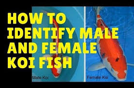 How To Identify Male And Female Koi Fish Koi And Goldfish Breeding Tips Koi Fish Koi Fish Care Koi Fish Pond