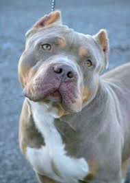 Despite the american bully's fierce and powerful appearance their demeanor is gentle. American Bully Dog Kennel Debrabandere Dog Breeder Bavikhove Puppies For Sale