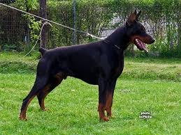 The elite doberman puppies for sale have been carefully bred and raised to become the ultimate family and personal protection dogs. European Doberman Puppies For Sale In Europe Crazypurplemama