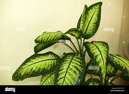Image result for dieffenbachia flower