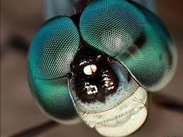 Was Haben Ein Farbenprachtiger Schmetterling Eine Lastige Mucke Und Die Gefurchtete Wespe Gemeinsam Sie Gehoren Zu Den Insekten Die Meisten Insektenarten Sind Zwar Sehr Klein Und Viele Gelten Den Menschen Eher Als