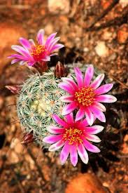 Arizona wildflowers road trip guide along with map and directions. Arizona Desert Cactus Flower Rare Flowers Mini Plants Flower Seeds