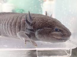 ウーパールーパー ブラック