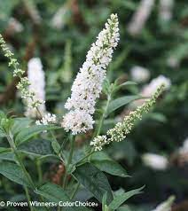 Miss Pearl Butterfly Bush Buddleia X Proven Winners