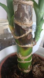 Image result for Dracaena steudneri