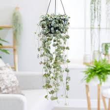 Image result for Ceropegia stenifolia