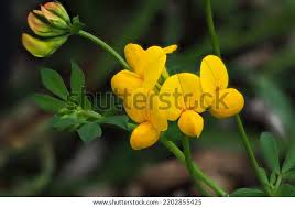 Image result for Vigna comosa