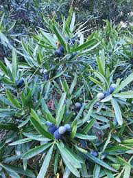 Image result for Podocarpus latifolius