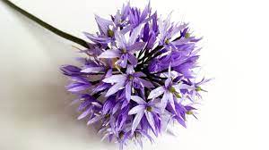 Abc Tv How To Make Allium Paper Flower From Crepe Paper Craft Tutorial Paper Flowers Diy Paper Flower Video Paper Flowers