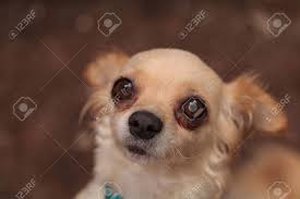 Check spelling or type a new query. Tan Cremefarbene Chihuahua Welpen Hund Schaut Nervos Lizenzfreie Fotos Bilder Und Stock Fotografie Image 61226995