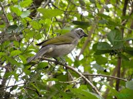 Canto De Trinca Ferro Bom Dia Seu Chico Com Boi Pin De Anita Van Der Walt Em Birds Em 2020 Passaro Trinco Animais