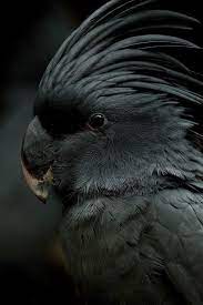black parrot birds animals beautiful beautiful birds