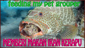 Rahman (kanan), nelayan di miri, malaysia bersama ikan kerapu raksasa yang ditangkapnya. Memberi Makan Ikan Kerapu Feeding Grouper Youtube